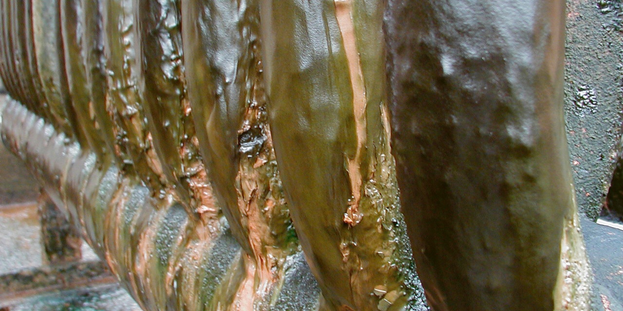 Bakterie a řasy mohou vytvořit vrstvu biofilmu mocnou i několik milimetrů, biocidy pak dokážou zasáhnout jen jeho povrchovou vrstvu a bakterie vespodu přežijí