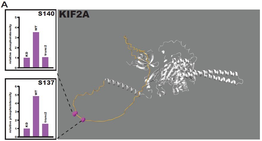 Znázornění procesu fosforylace proteinu KIF2A proteinem TTBK2, který tak mění jeho aktivitu. Tento poznatek je klíčový pro pochopení mechanismu, jak TTBK2 řídí růst primárních řasinek, a jak jeho porucha může vést k ciliopatiím nebo neurodegenerativním onemocněním.