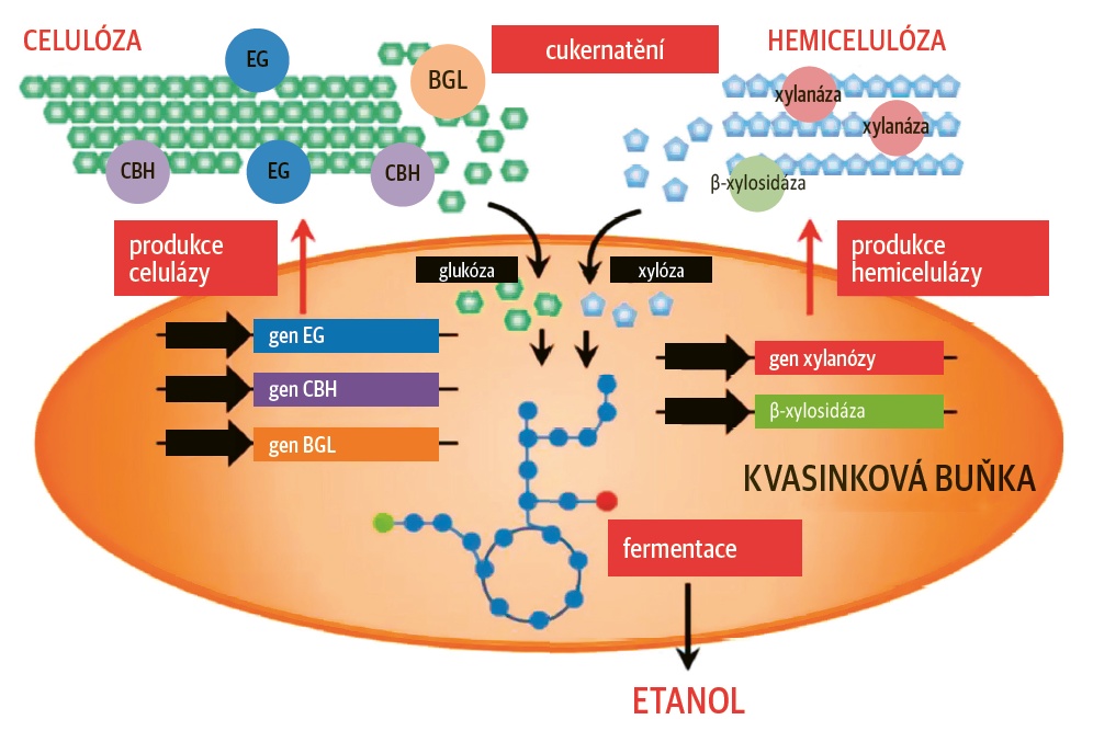 Princip lignocelulózové bioetanolové rafinerie metodou CBP (konsolidované bioprocesování) s pomocí bakterie schopné produkce enzymů a metabolismu cukrů © Tomohisa Hasunuma / Kobe University