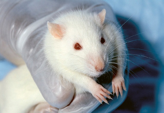 Wistar Albino je albinotický kmen laboratorního potkana, který se stal jedním z prvních „standardizovaných“ zvířat pro biomedicínský výzkum © Janet Stephens