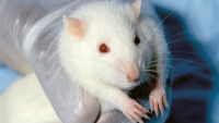 Wistar Albino je albinotický kmen laboratorního potkana, který se stal jedním z prvních „standardizovaných“ zvířat pro biomedicínský výzkum © Janet Stephens Wistar Albino je albinotický kmen laboratorního potkana, který se stal jedním z prvních „standardizovaných“ zvířat pro biomedicínský výzkum © Janet Stephens