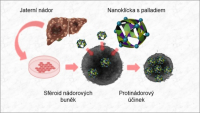 Nanoklícky dopraví toxické palladium přímo do rakovinných buněk