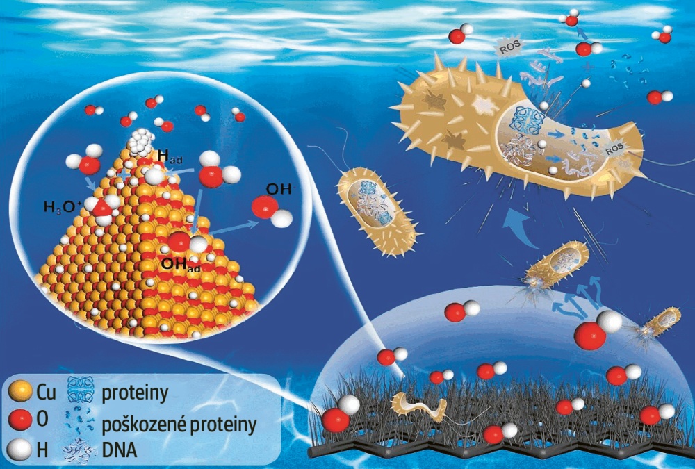 Nanodrátky CuO mohou efektivně akumulovat OH⁻ v roztoku díky efektu zesílenému hrotem, čímž vytvářejí vysoce alkalické mikroprostředí a tím poskytují podmínky pro elektrochemickou dezinfekci in situ © Qingdao University