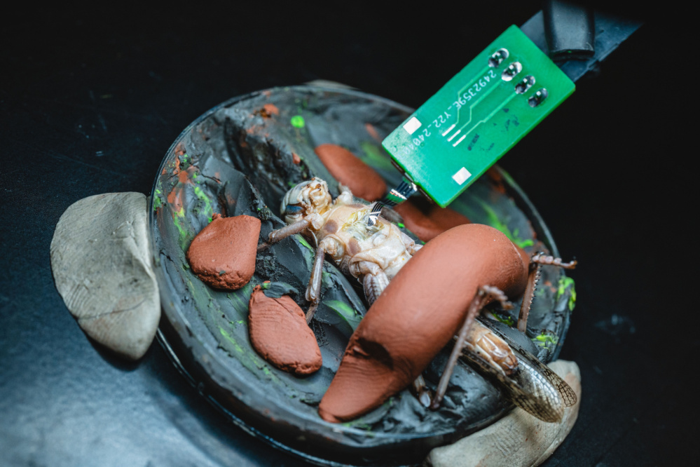 Neurální inženýrství na CEITEC VUT - experiemnt na sarančeti /Foto: Jakub Rozboud pro CEITEC VUT/ Neurální inženýrství na CEITEC VUT - experiemnt na sarančeti /Foto: Jakub Rozboud pro CEITEC VUT/