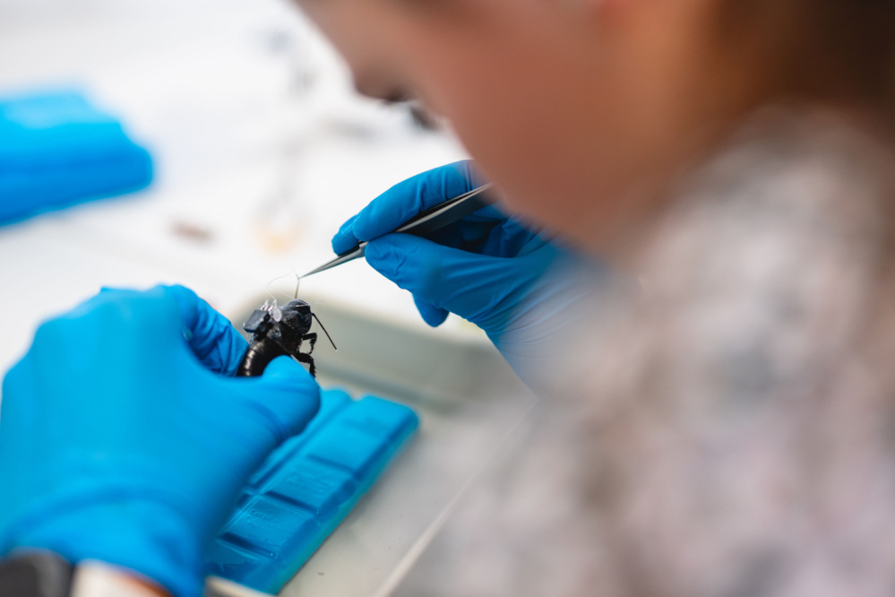 Neurální inženýrství na CEITEC VUT - experiment na švábovi /Foto: Jakub Rozboud pro CEITEC VUT/ Neurální inženýrství na CEITEC VUT - experiment na švábovi /Foto: Jakub Rozboud pro CEITEC VUT/