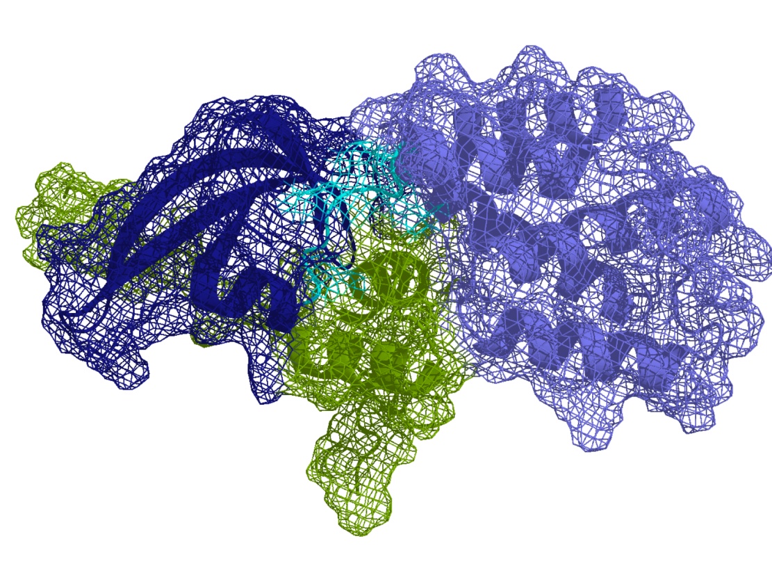 Interakce proteinů CarD (odstíny modré barvy) a CrsL (zelená barva) | Interaction of CarD (shades of blue) and CrsL (green) /Foto: Lukáš Žídek Research Group, CEITEC/