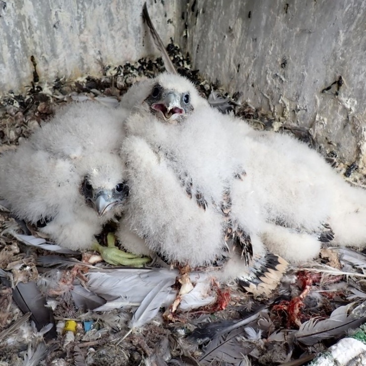 Ač se to na první pohled nezdá, proboštovský pár se vloni pyšnil čtyřčaty