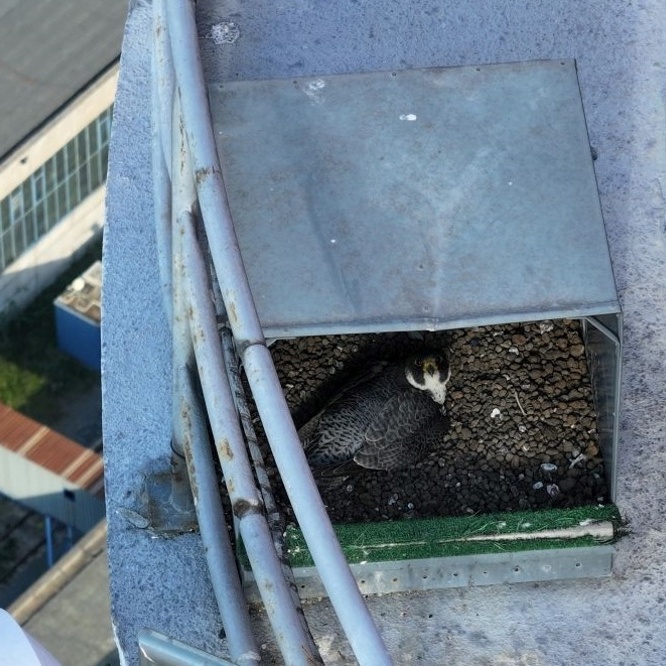 Ještě 30. května zahřívala samice vejce v budce na ochozu komína v mělnické lokalitě. Bohužel, stejně jako vloni marně