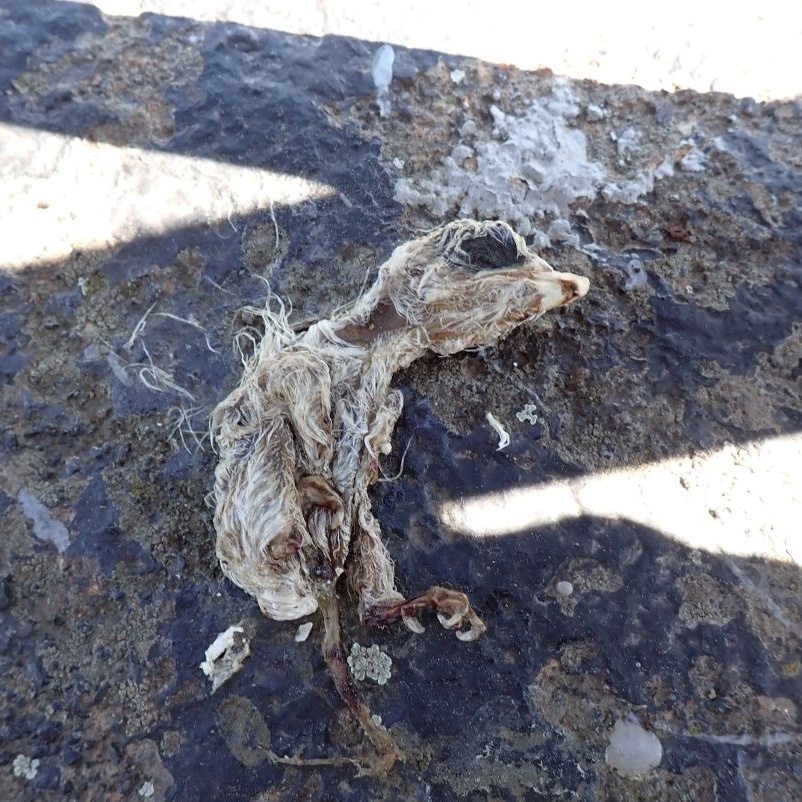 Poříčí - sokolí embryo