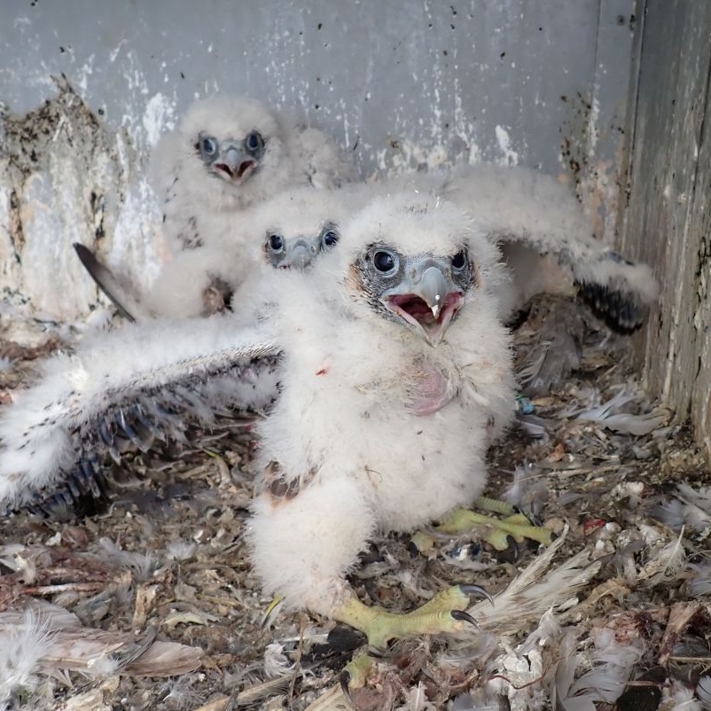 Prunéřovská trojčata