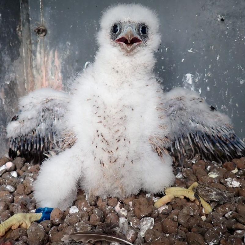 Tušimický jedináček