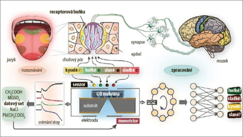 Umělý jazyk z grafenu je téměř jako lidský