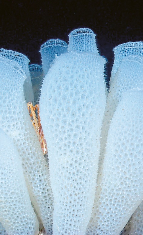 Projekt inspirovaly strukturální a estetické vlastnosti podvodní „skleněné“ houby glass sponges Projekt inspirovaly strukturální a estetické vlastnosti podvodní „skleněné“ houby glass sponges