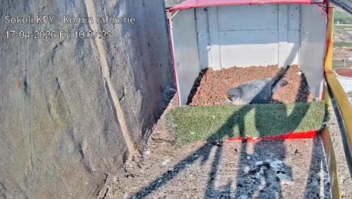 Sokolí samice na komínech ORLEN Unipetrolu zahřívají svá vejce