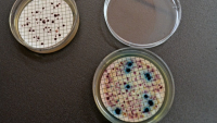 Potvrzení přítomnosti koliformních bakterií a Escherichia coli (vlevo) a enterokoků (vpravo) ve vodním vzorku prostřednictvím kultivace na chromogenních médiích