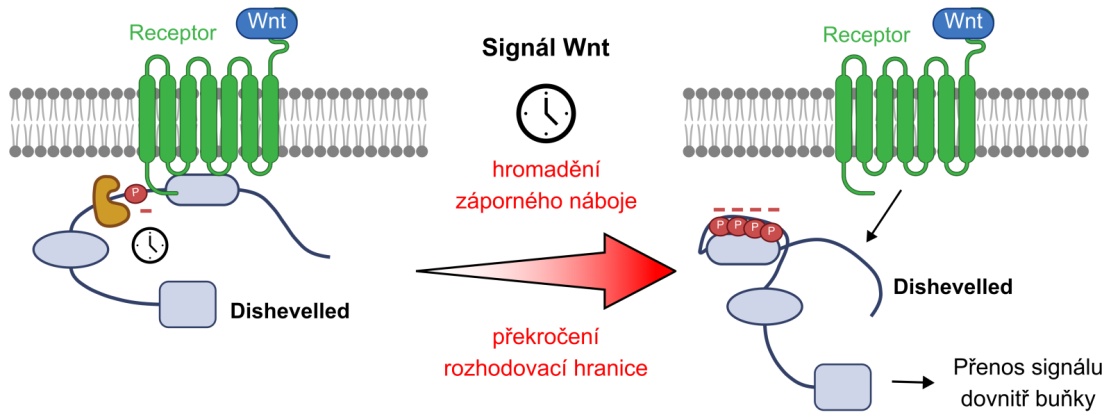 Nový způsob přenosu signálu Wnt  /Foto: Tripsianes Lab, CEITEC/