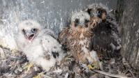 Sokolí farma Skupiny ČEZ: Letos se do světa rozletí 22 mláďat