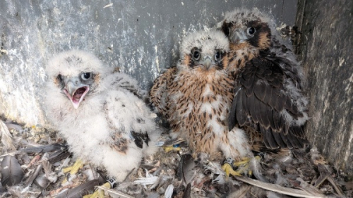 Sokolí farma Skupiny ČEZ: Letos se do světa rozletí 22 mláďat