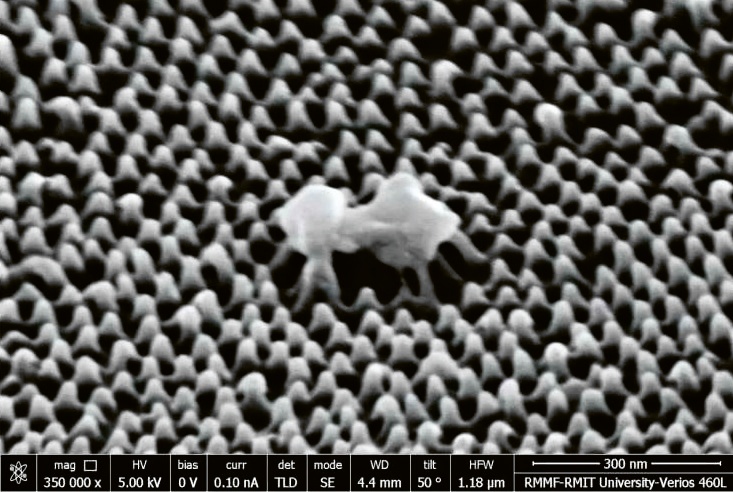 Mikroskopický snímek virové buňky, kterou protrhává nanotexturovaný povrch © RMIT